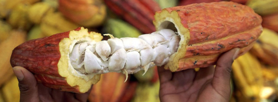 Productores de Cacao buscan fortalecer la producción del campo